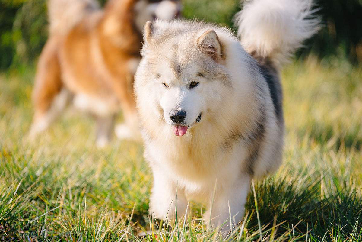 現在為什麼阿拉斯加犬沒人養了,這幾點都足夠讓你怕了