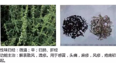 300个中草药图谱（附主治功效），知道一半就太牛了（上）