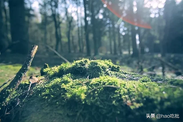 每喝一口,都像咬破了近百颗野生蓝莓,你喝过蓝莓原浆吗?