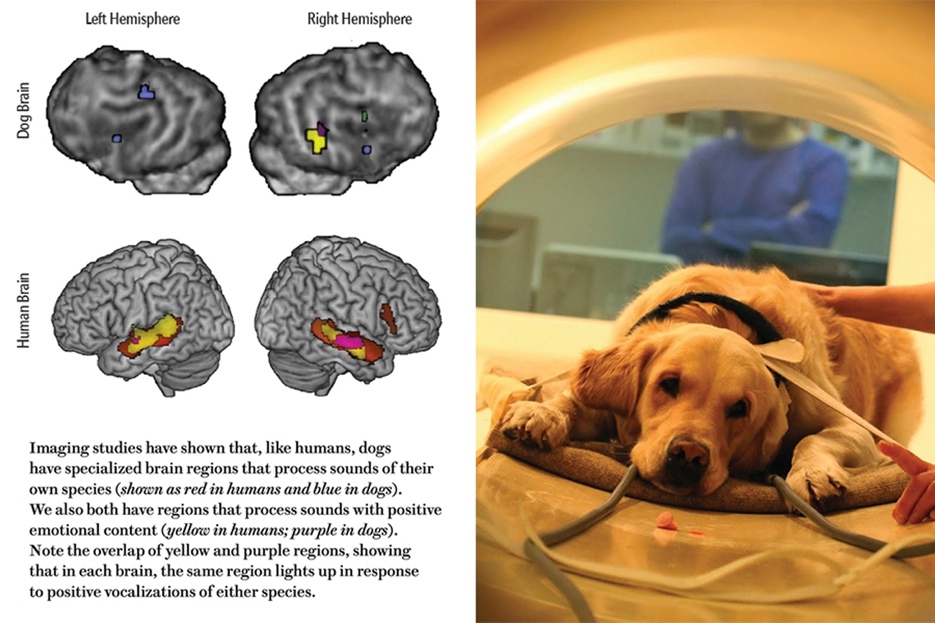 这种上古与人同葬的动物，还能帮你减肥、长寿？