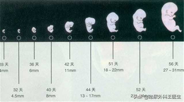 如何判断未与卵子结合的精子是否已进入体内