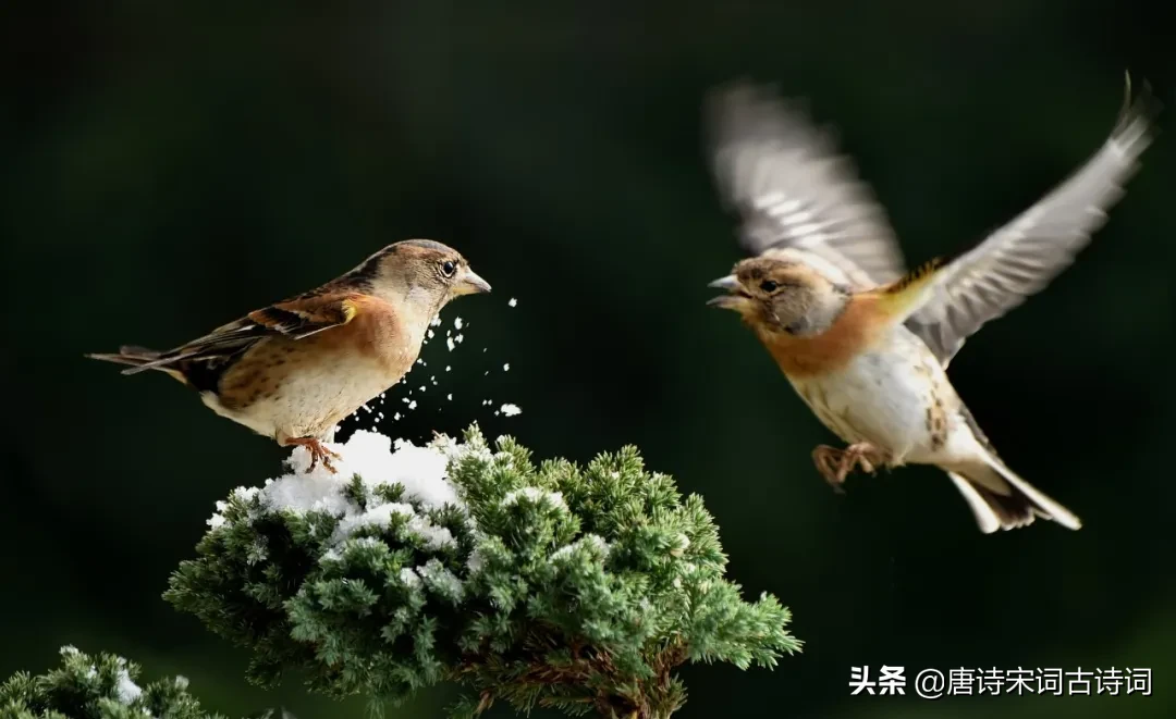 在清灵悦耳的鸟鸣里徜徉，陶醉于春光美景之中