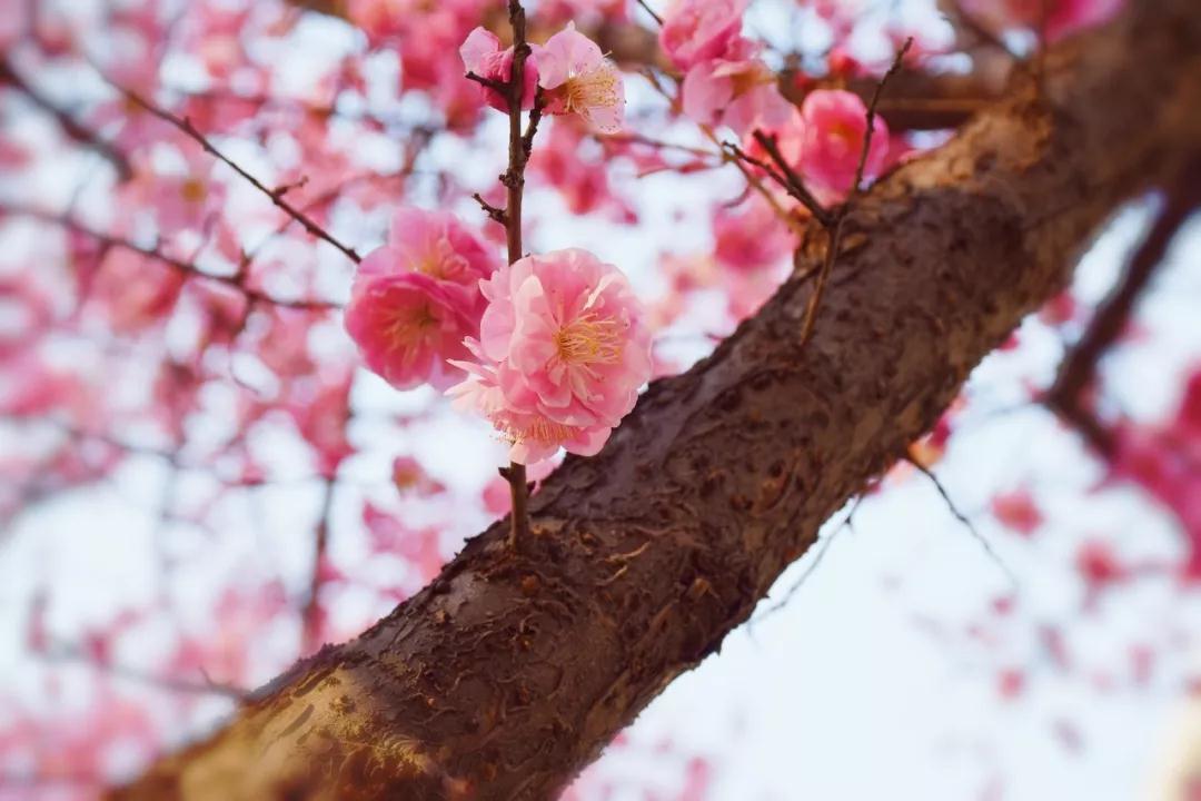 西安外国语大学，是由什么做成的？