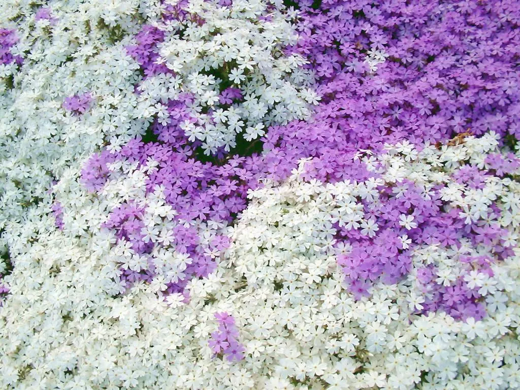 7种最好用的地被植物：丰富花境花园色彩，控制杂草