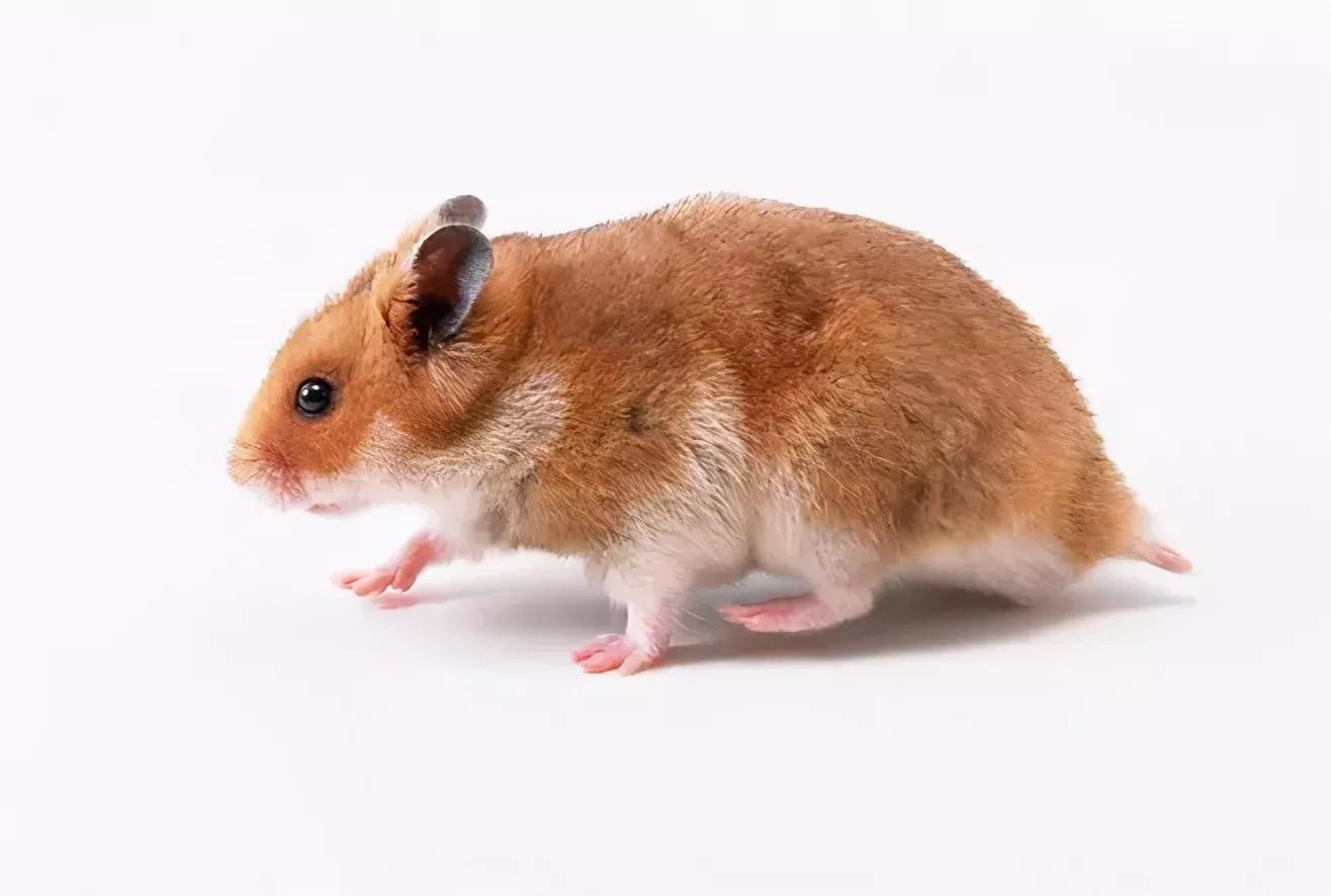 灭鼠最快最有效的方法，快速灭鼠的步骤详解？