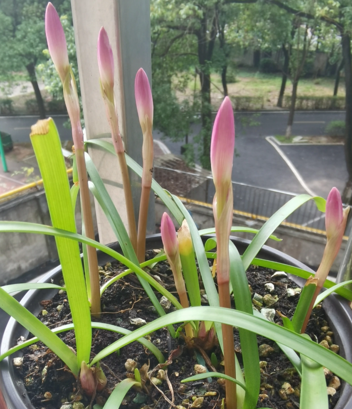 养风雨兰，坚持土培和这4点要求，种球每年都可不断繁殖