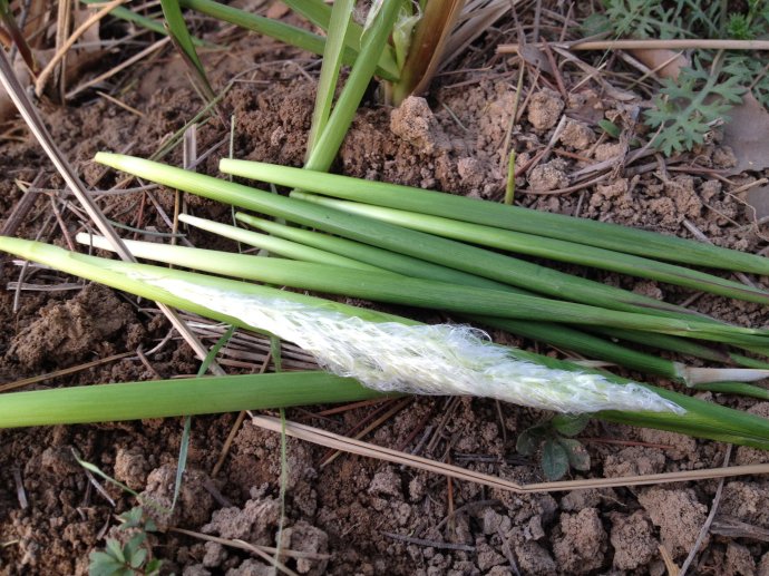 芃是什么意思芃是什么意思怎么读