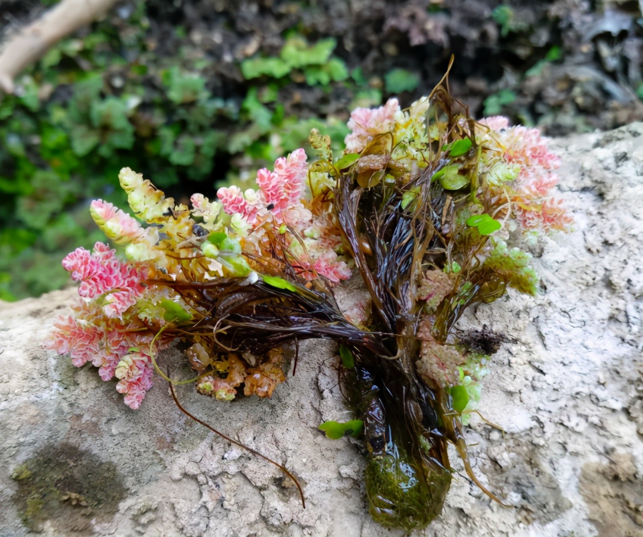 满江红植物（分享满江红这些用途及功效作用）