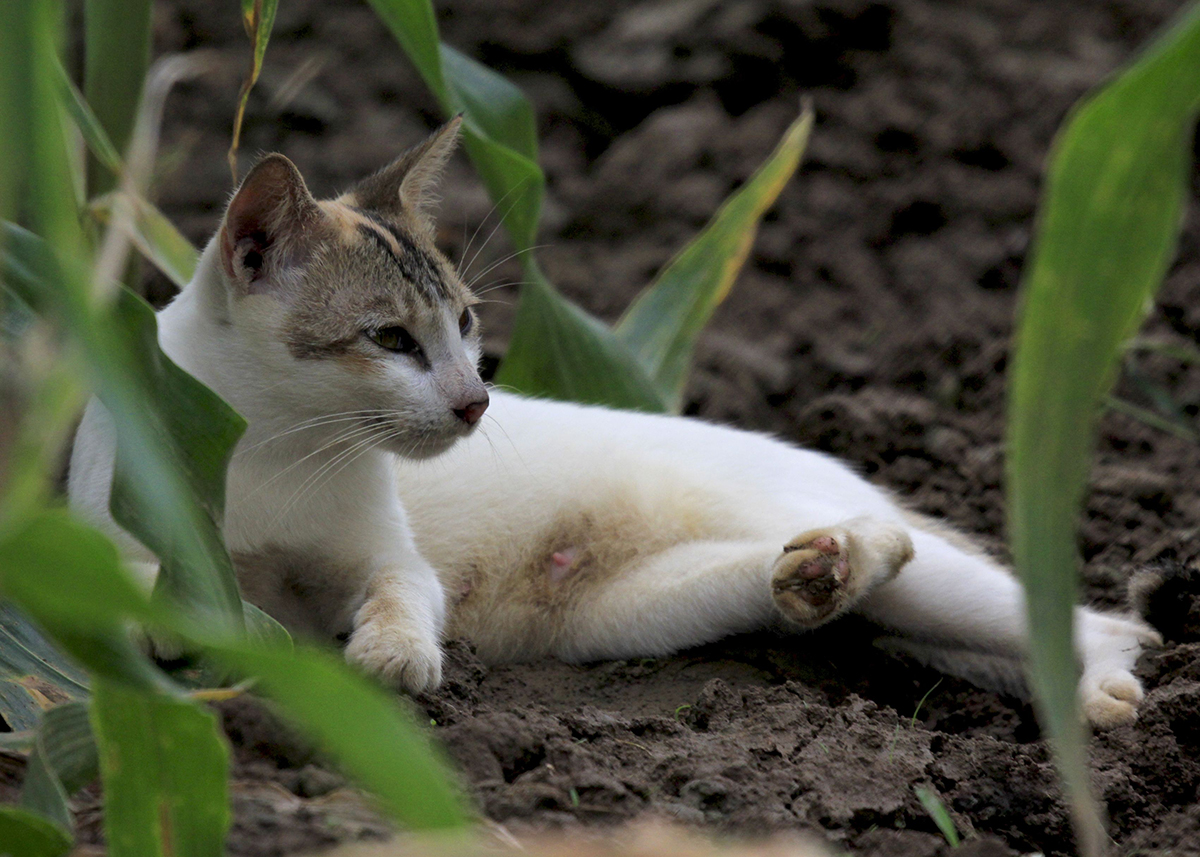 澳洲野猫泛滥，人类不阻止的话，最终能进化成老虎一样的猛兽吗？