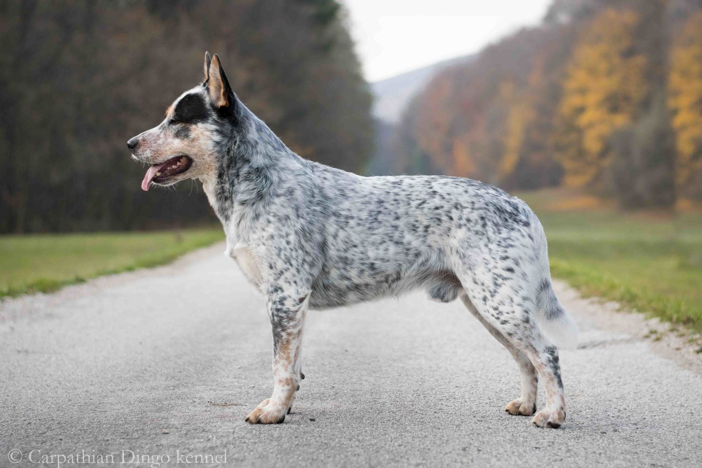 世界犬种智商排名榜前 30 名的聪明狗狗
