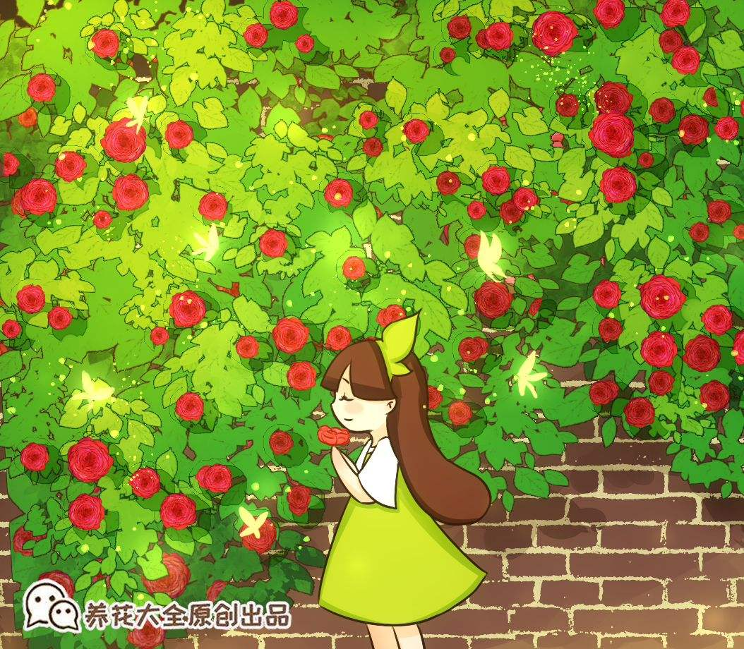 家里养蔷薇，给它扎个“花架子”，蹭蹭爬成花墙