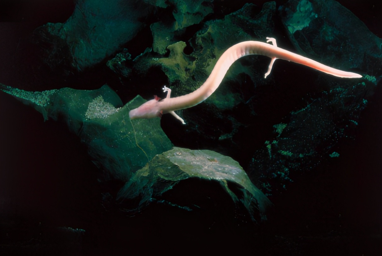 洞螈为什么会这么"懒"