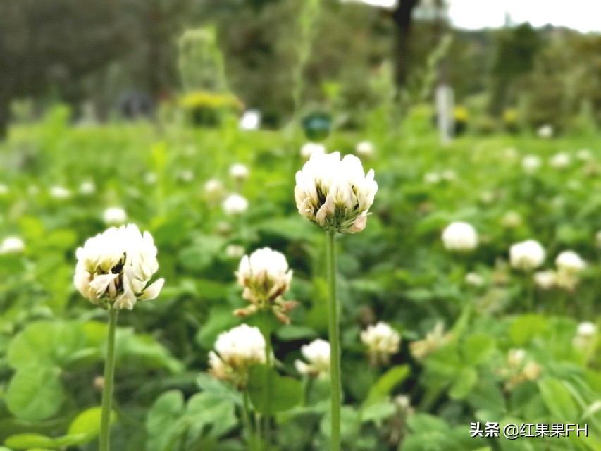 车轴草的功效与作用（医药价值和肥田重要价值）