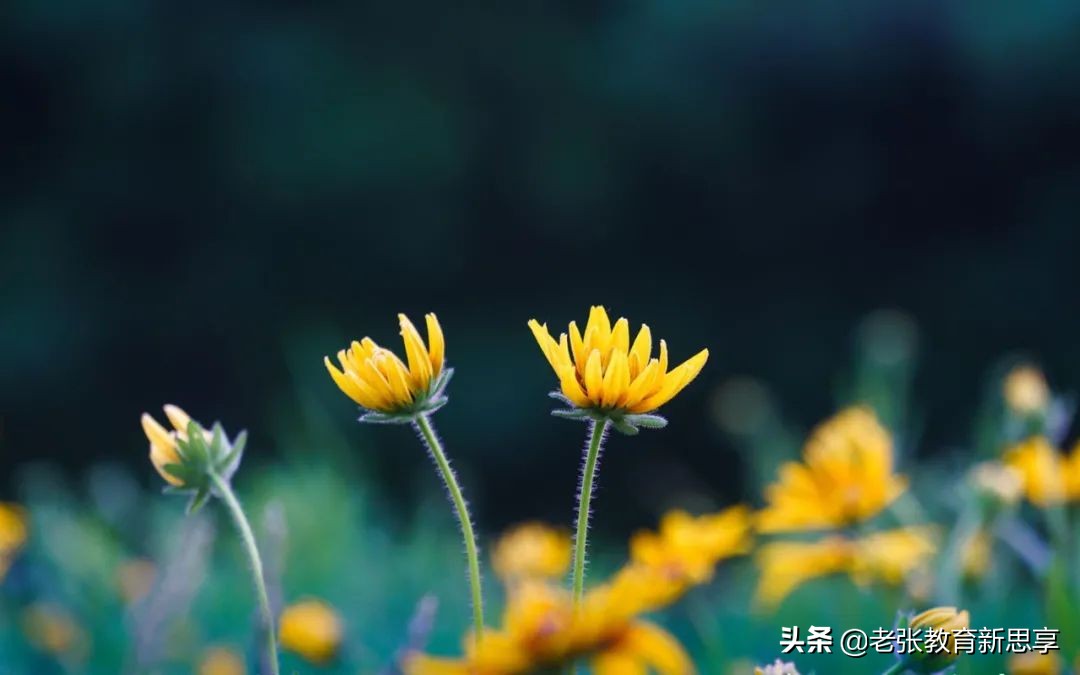 有一种聪明，叫自嘲