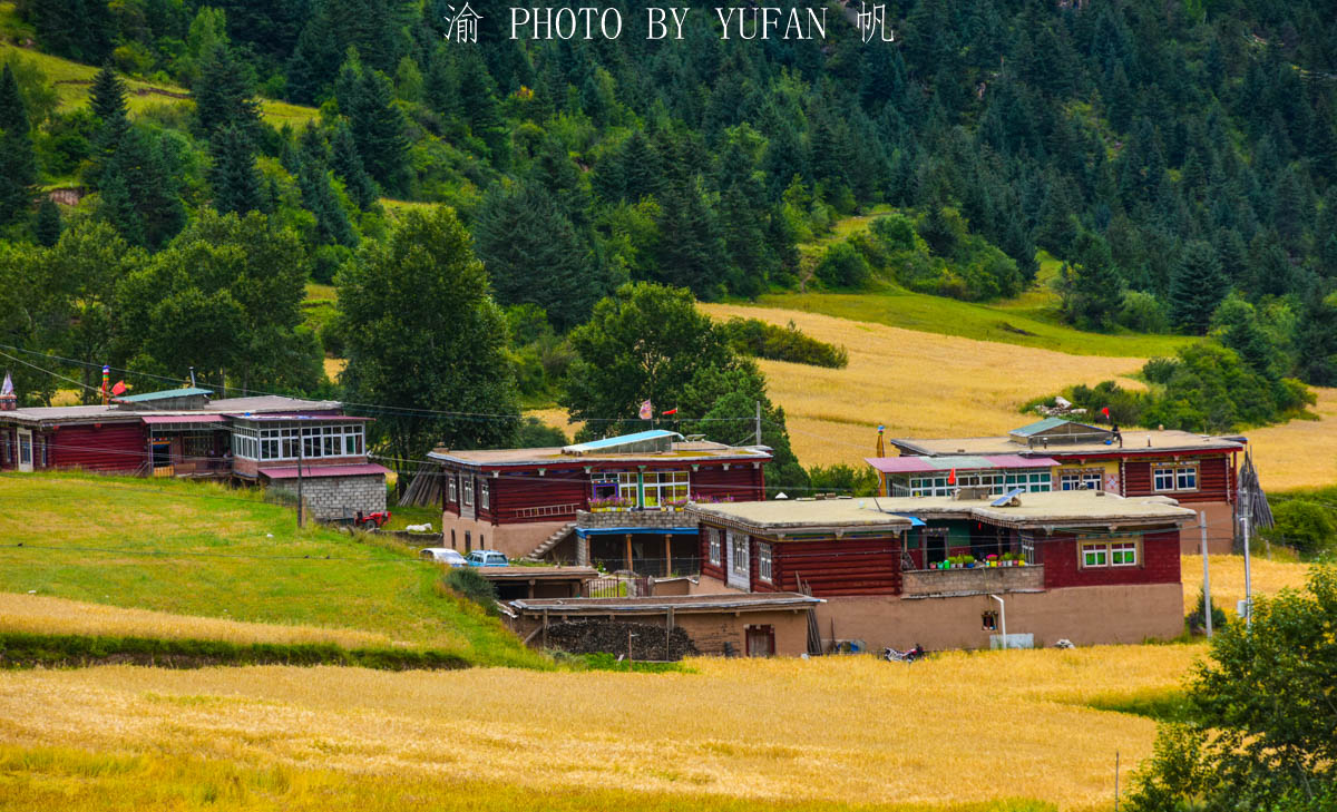 西藏青稞迎来丰收季，有的还用上了机械化，颇似江南秋收的场景