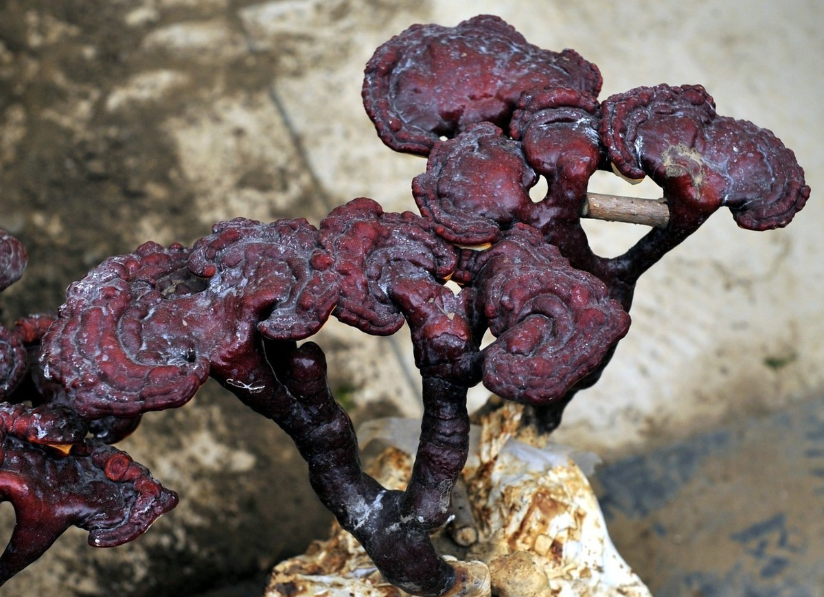 灵芝的种类用很多,我们最常见的就是赤芝.