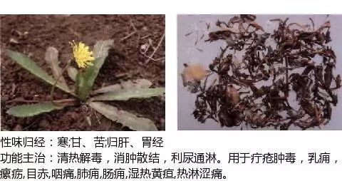 300个中草药图谱（附主治功效），知道一半就太牛了（上）