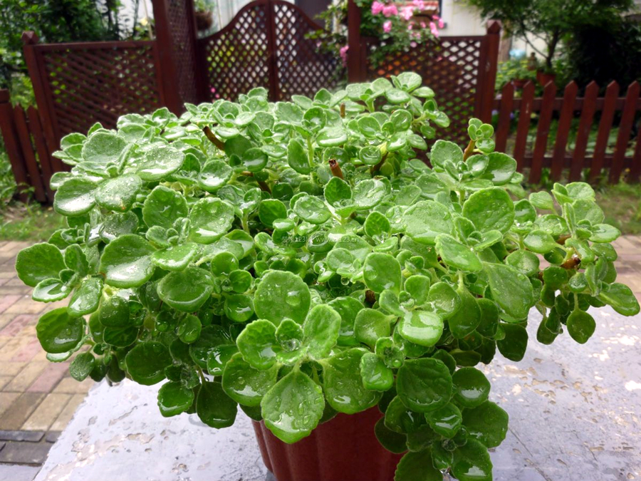 碰碰香的养殖方法与注意事项(碰碰香的爆盆秘诀)