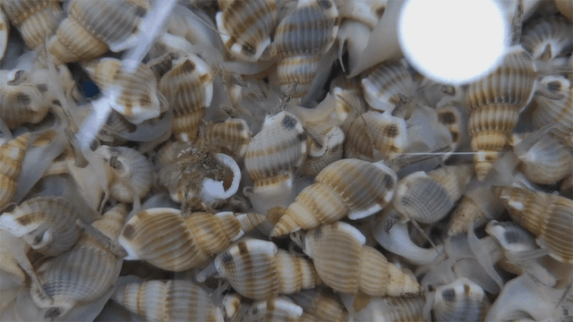 海撒子,一种拇指甲大小的圆锥形贝类,价格是香波螺等小海鲜的两倍