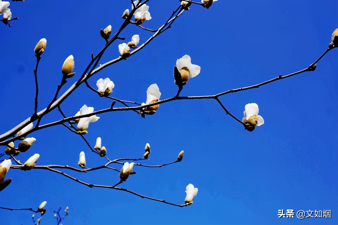 人间四月，与花相伴，和春同住