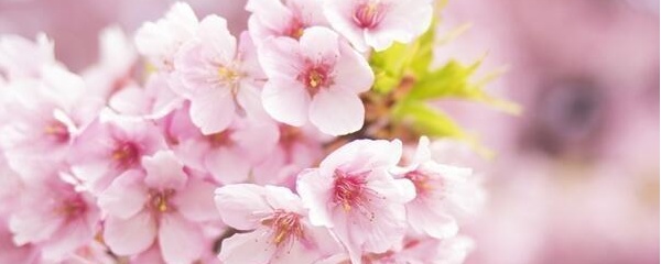 樱花什么时候开（樱花开花的时间与养护技巧）