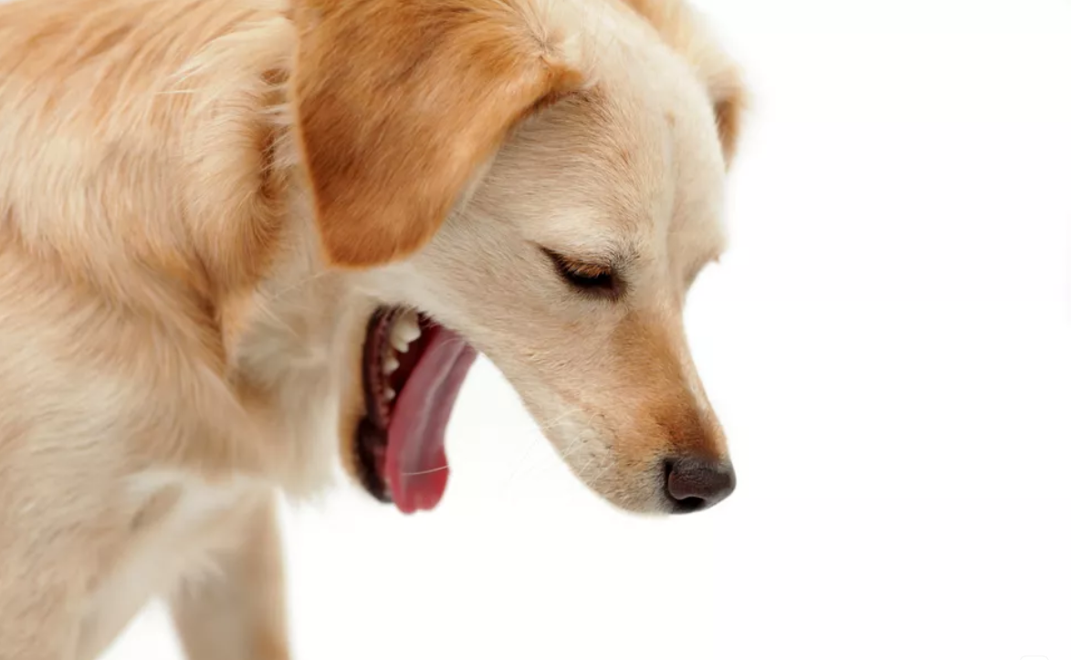 狗狗突然呕吐胆汁，却查不出什么疾病，那可能是胃酸反流引起的