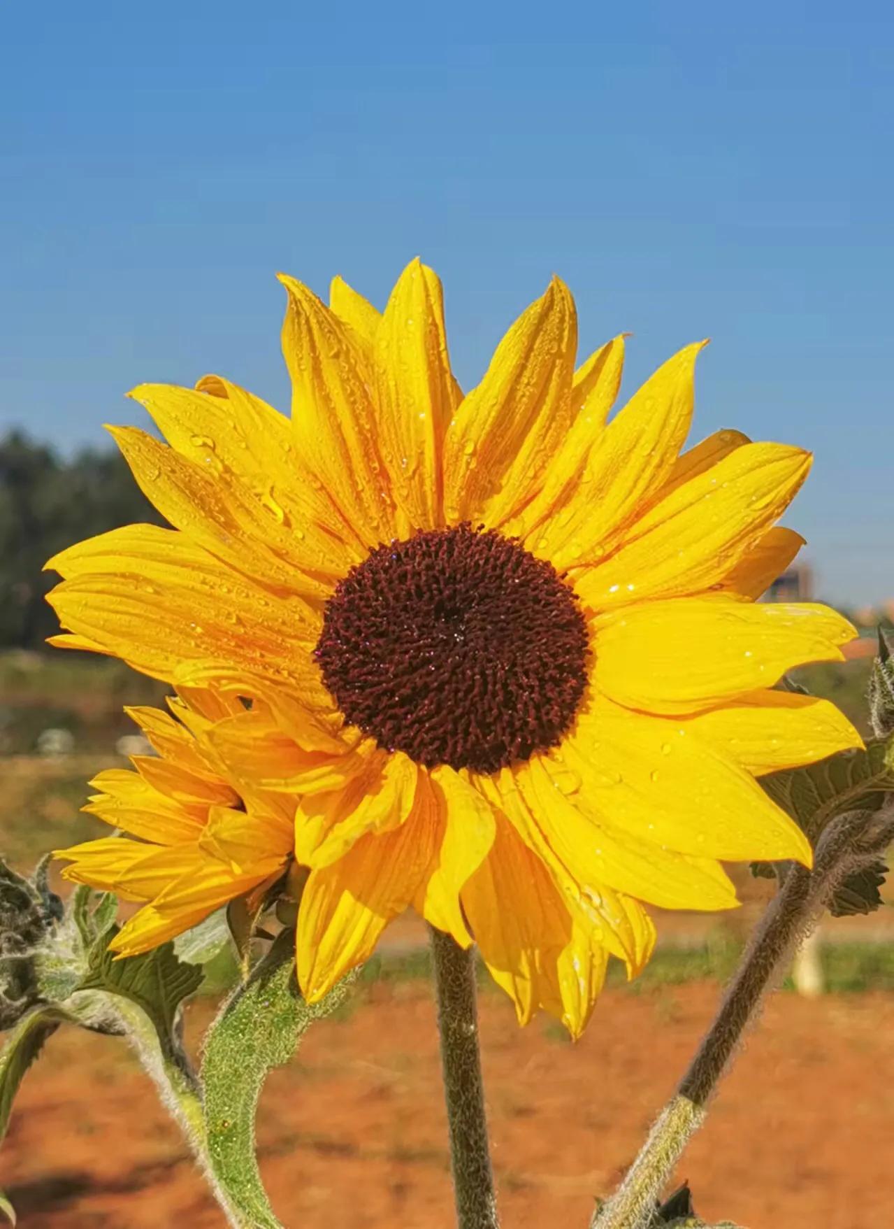 胡立强用华为手机拍摄（红花献给党）