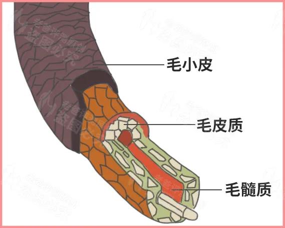 護髮精油用什麼牌子的好全球口碑最好的護髮精油