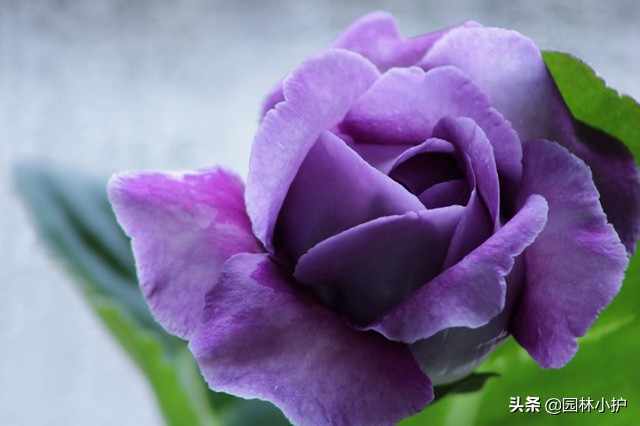 五种代表毁灭的花，千万别养！