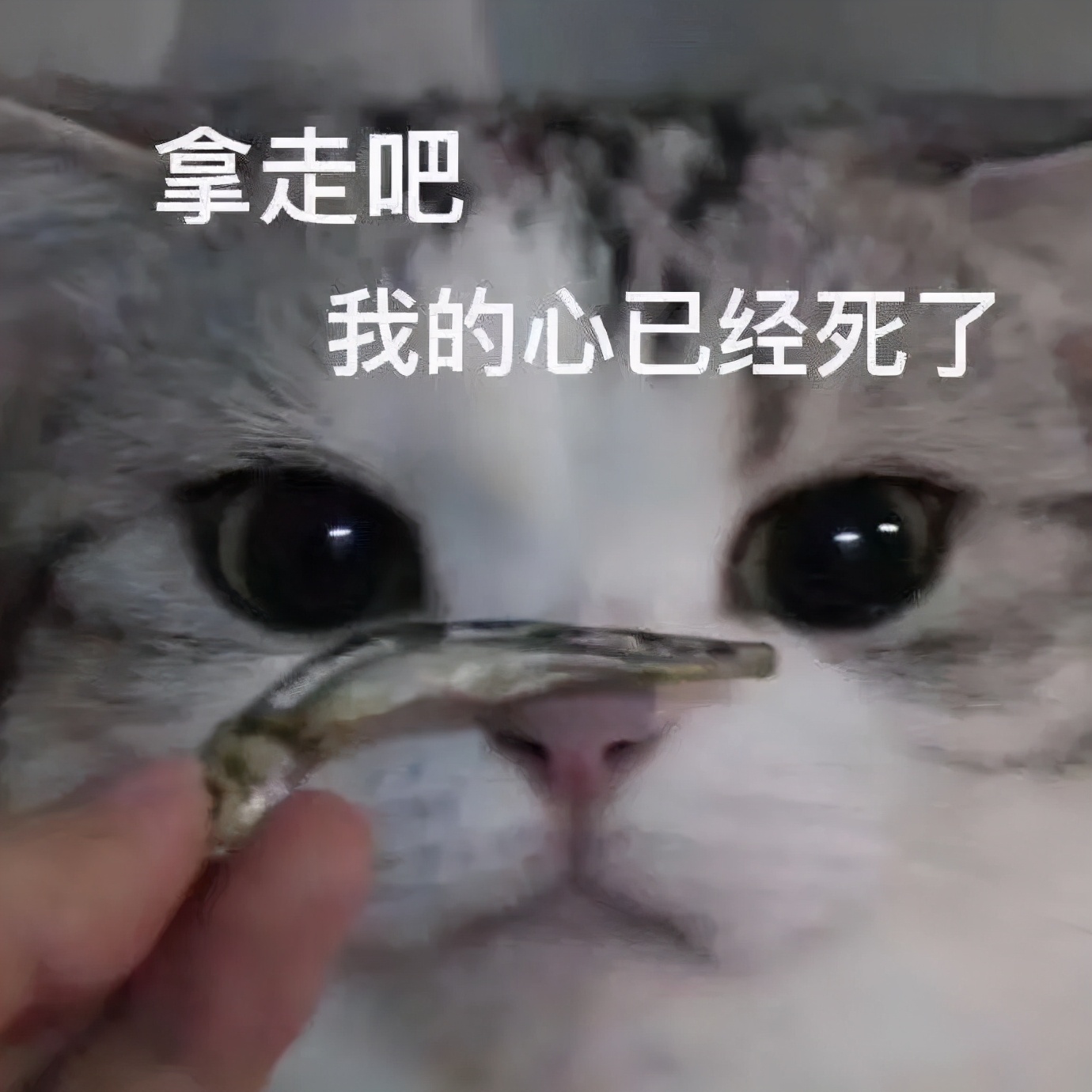 消之宝