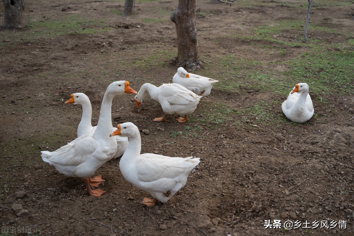 分不清大鹅的性别，用这几种方法教你轻松分辨