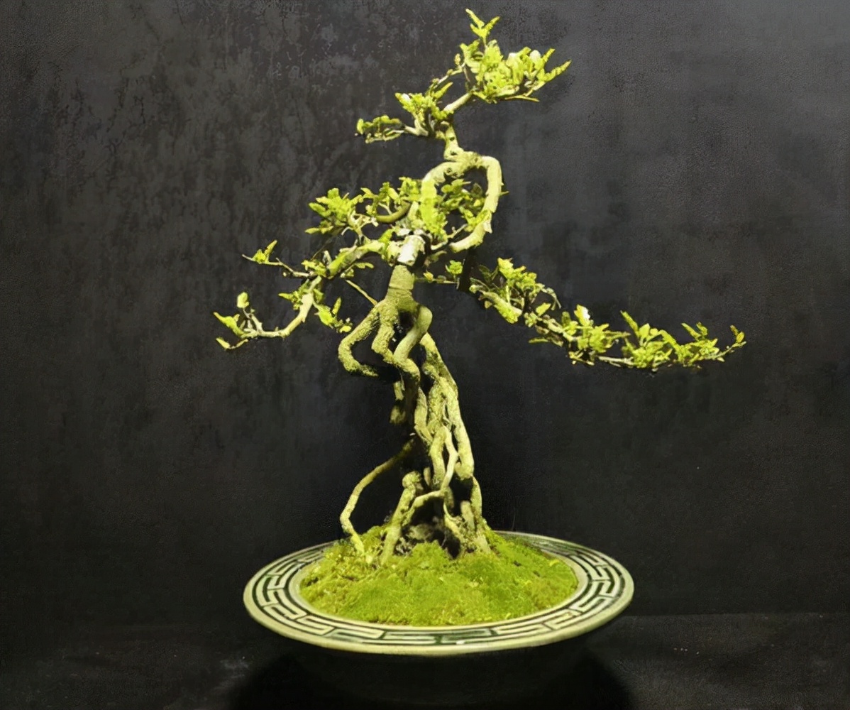 新买的清香木盆景怎么养经验分享专业回答