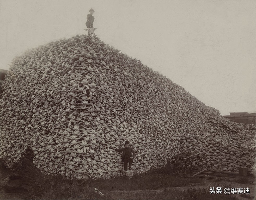 《荒野猎人》：堆积的尸骨，白人对印第安人的种族灭绝大屠杀