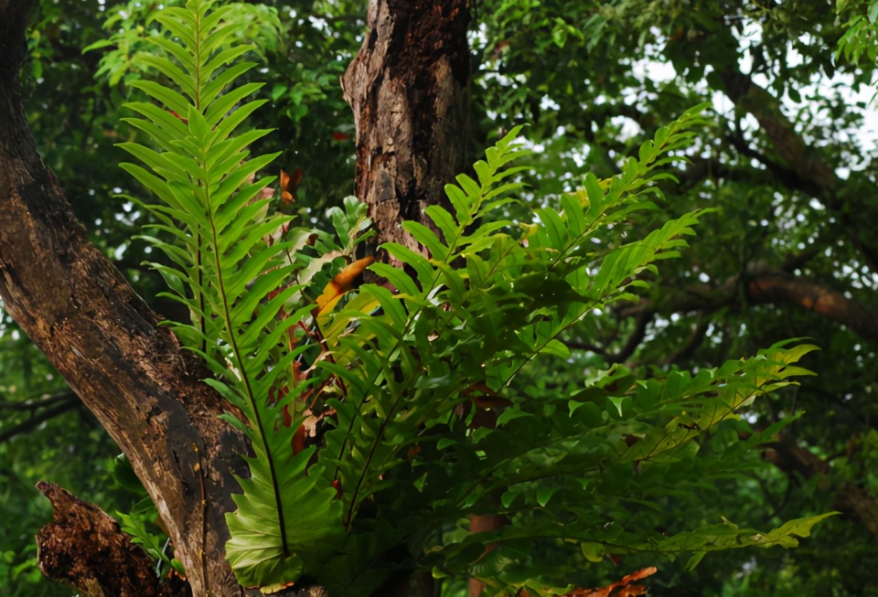 “宝藏植物”骨碎补：根块像生姜，常寄生枯树上，见到别随意采挖