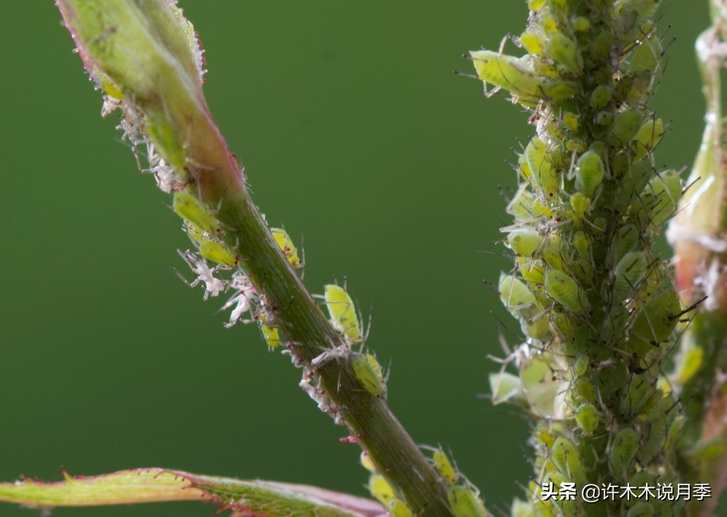 月季长虫用什么方法可以消灭（一种药物全搞定虫害）