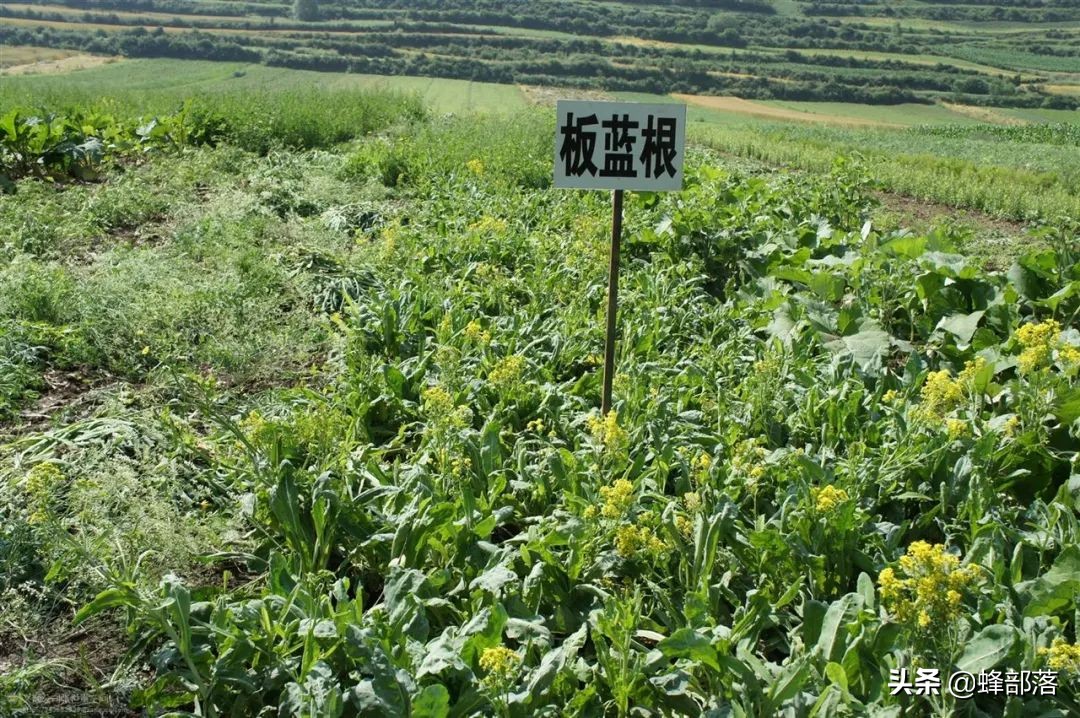 什么药材好种植,什么药材好种植又赚钱