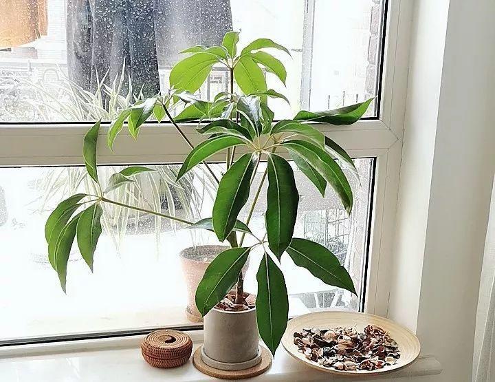 20种耐阴花,比绿萝好养,摆客厅名贵又有范儿