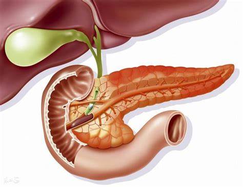 普照医生：胰腺是什么？胰腺炎是怎样引起的？