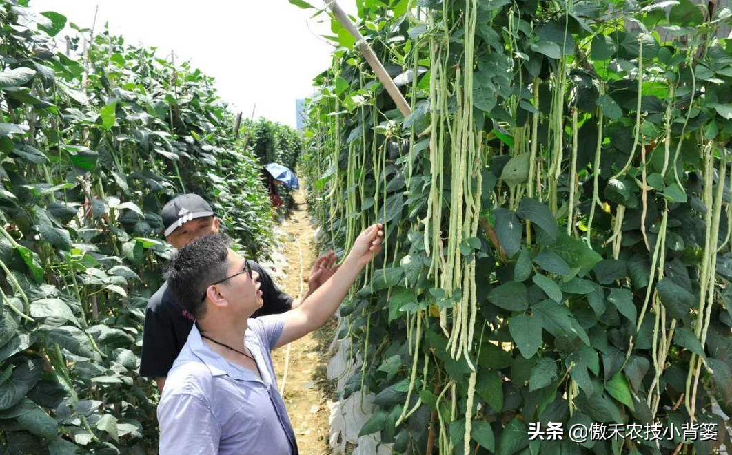 种植豆角的技术和方法（最全相关豆角种植和管理攻略）