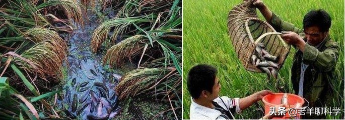 仅凭一个碗就能得一网鱼！广西男子如何做到的？笨鱼因何被声音坑