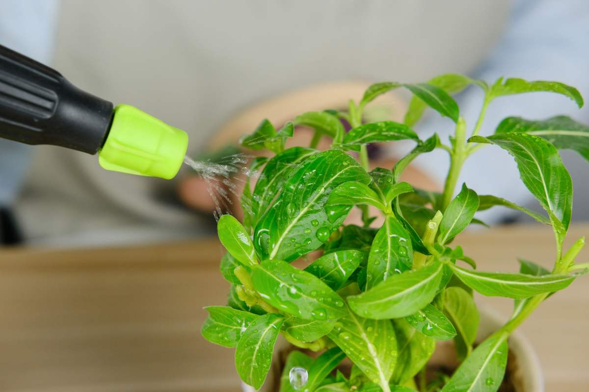 吊竹梅皮实好养，掌握养护技巧，叶子比花还要美