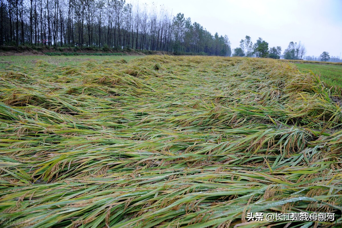 一,水稻倒伏原因