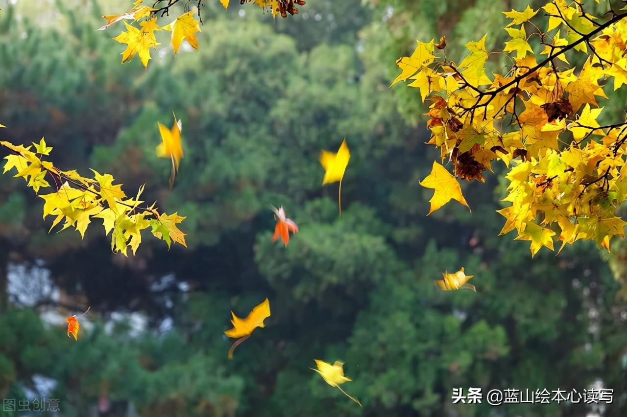 带娃秋日趣：捡落叶识颜色，亲子共绘季节斑斓画卷