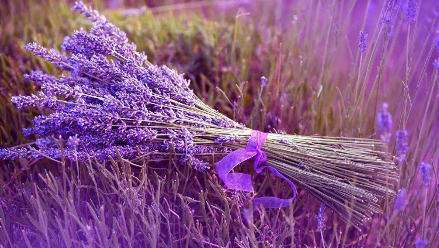 如今大部分中国人非常熟悉薰衣草,这个来自异国他乡的植物,这个植物能