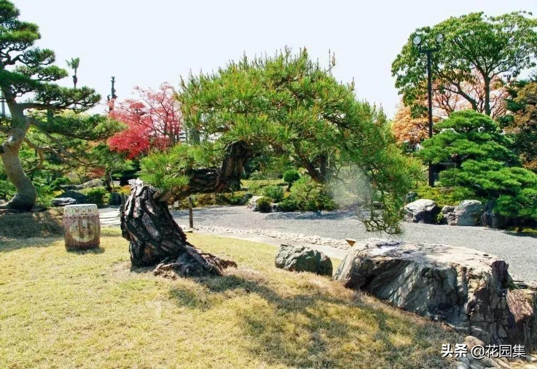 日式庭院该配什么植物?怎么配?看这里