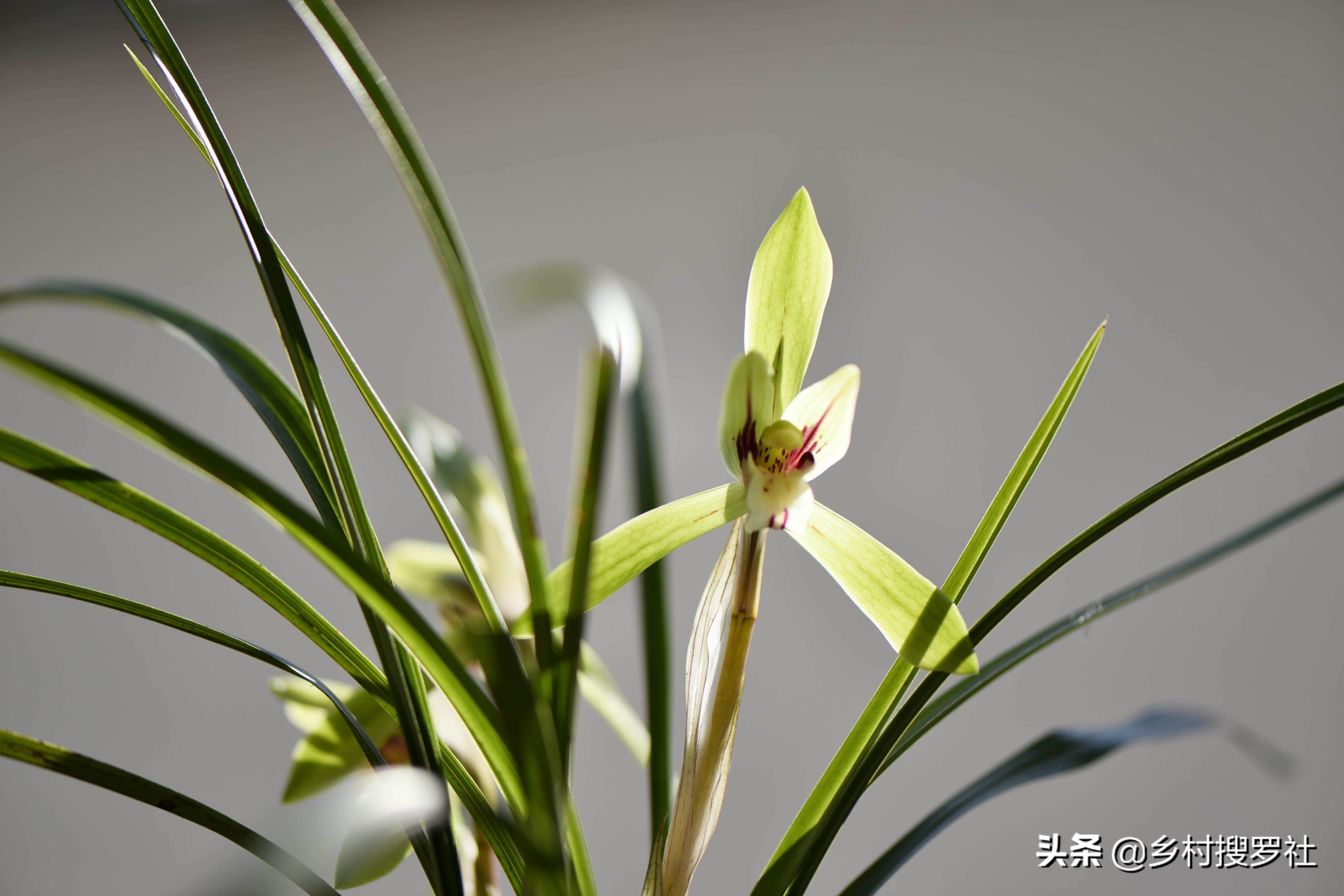 兰花怎么养才能旺盛？兰友：利用土肥水光风，养兰就容易了