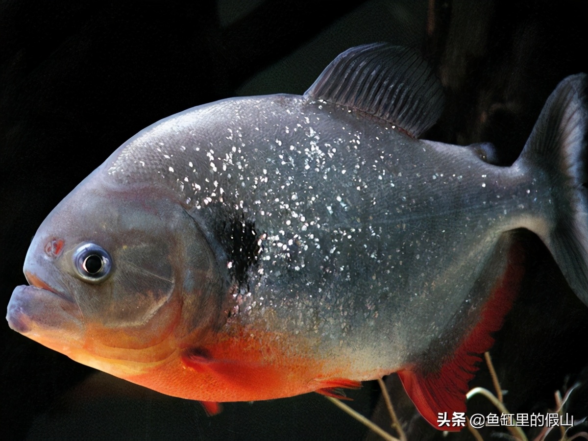 Amazon River Bully Piranha Invasion Tragically By A Thousand Yuan Bounty Week Was Caught Many Years Later Chao Lake Reappeared Red Bellied Piranha Piranha Invasion China Bounty Thousand Yuan A Citywide Round Up Chao