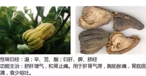 300个中草药图谱（附主治功效），知道一半就太牛了（上）