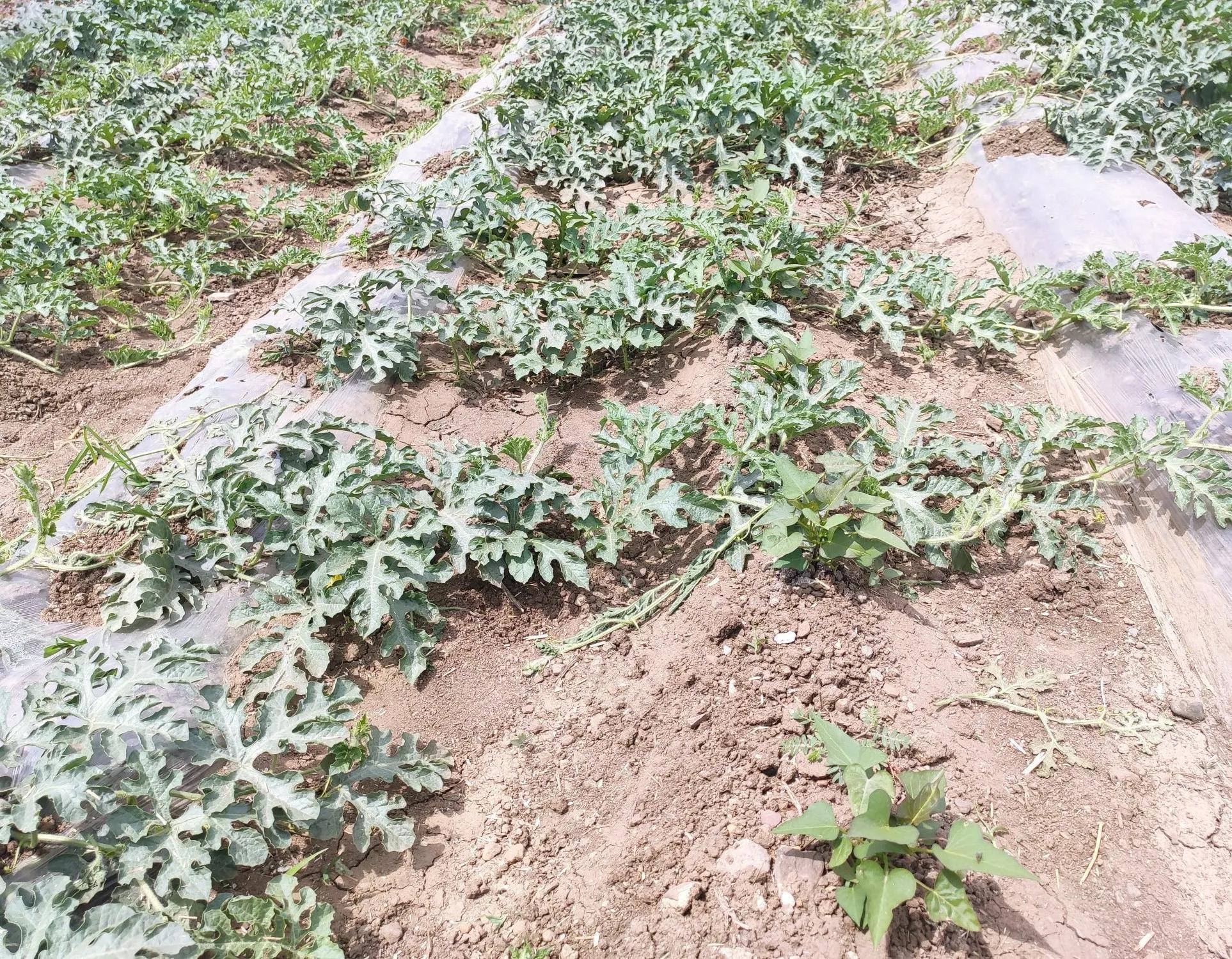 西瓜和红薯套种,农民每亩收成6000