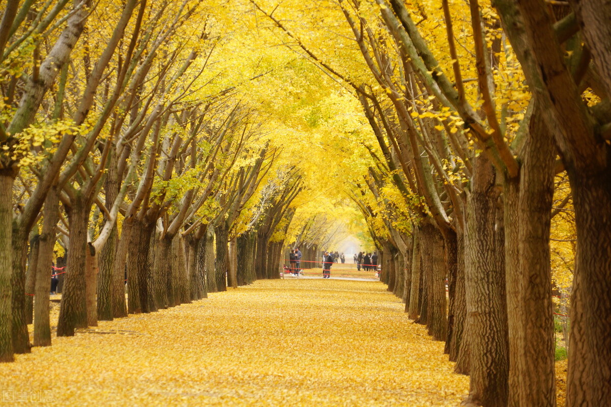 关于“银杏”的诗词，你知道吗？